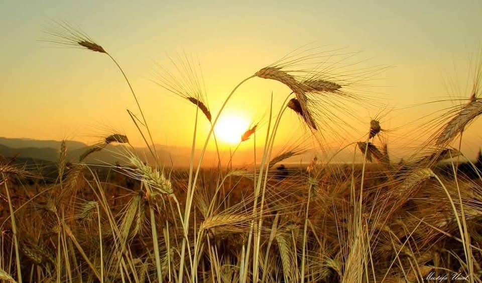 Konya’da kuraklığın içine çizilmiş harman portresi 13